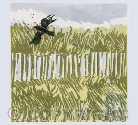 Winter walk, Woolacombe 