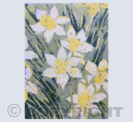 Daffodils 