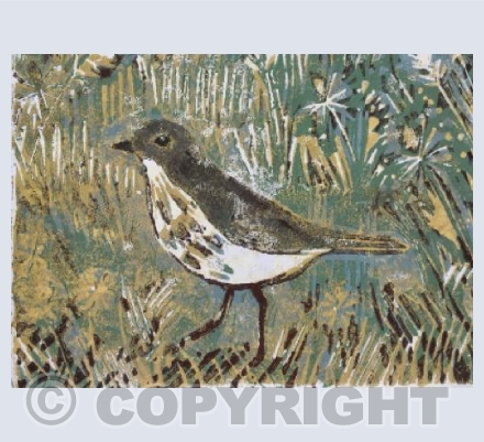 Song thrush 