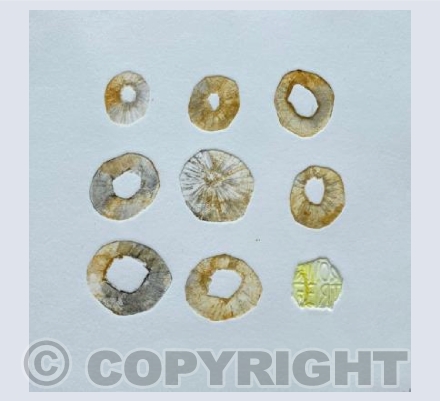 Limpet shells and a smarties lid 