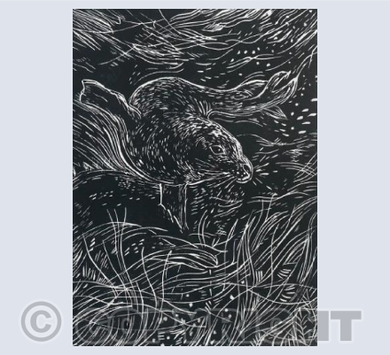 Wild swimmer 