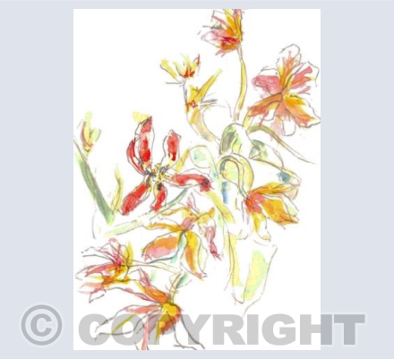 Tulips at Play