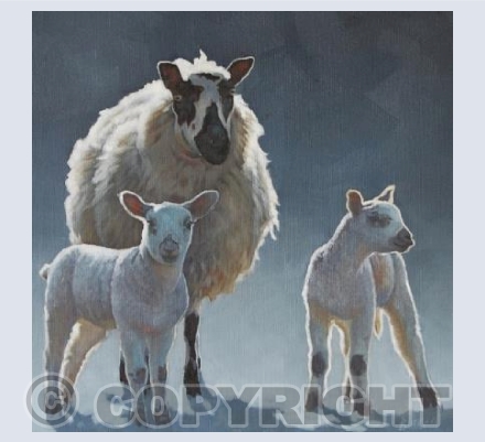Welsh Mules