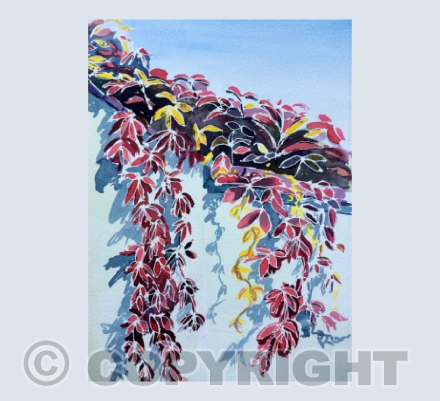 Virginia creeper turning