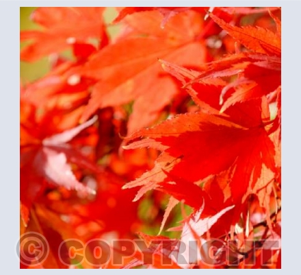 Autumn in Westonbirt