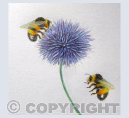 'Two Bees'