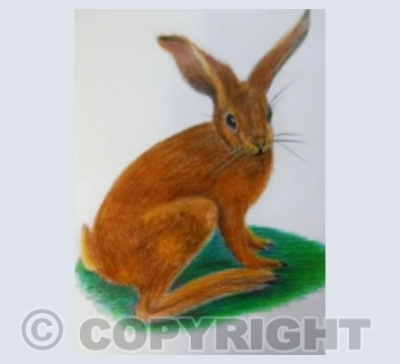 Hare