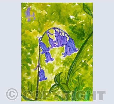 Bluebell beauty 