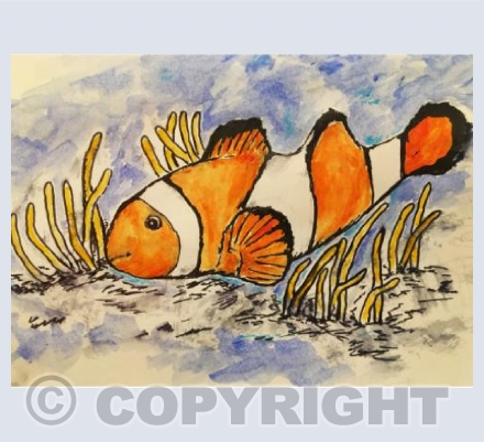 we found nemo