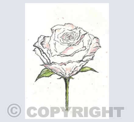 Be my Valentine Rose 