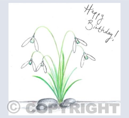 January Snowdrops 