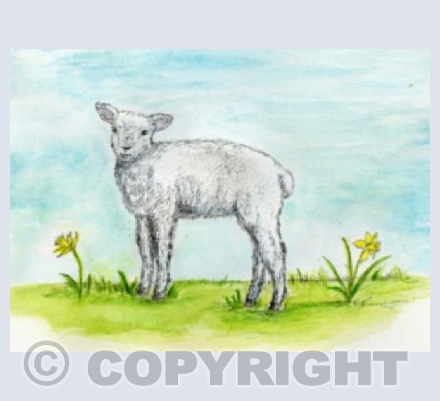 Cute spring lamb 