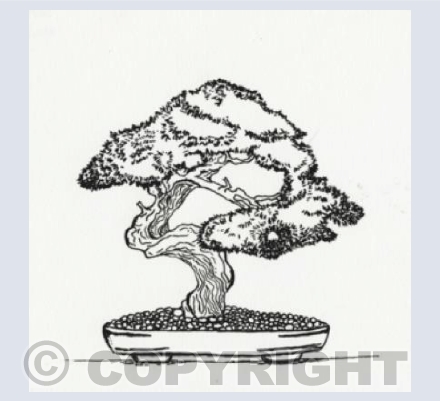 The beauty of bonsai 