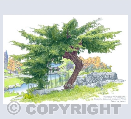 Juniperus Pfitizeriania, Avenham Pk, Preston, Lancashire.