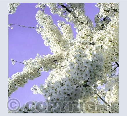 Spring - ornamental blossom.