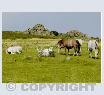 Welsh Cob's troubled by the heat & flies