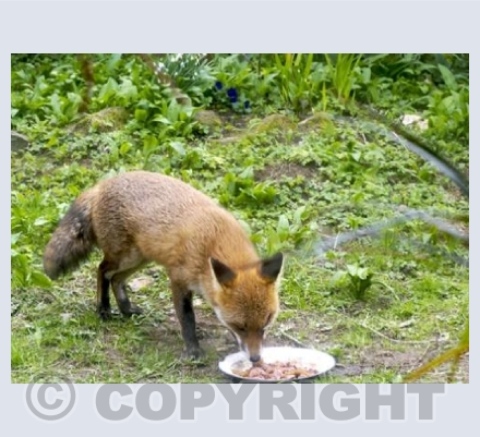 Jebb's foxy friend