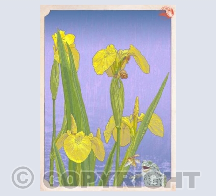 Yellow Flag, Mr Toad & the May Bug