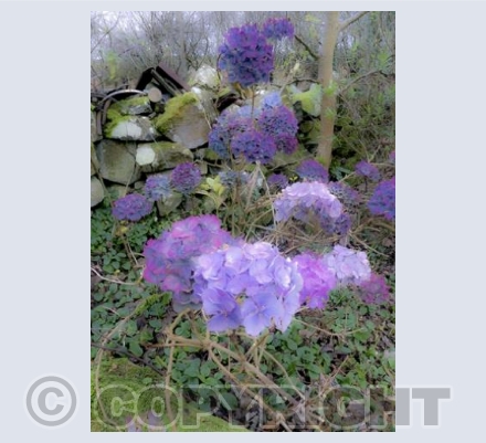 Hydrangea's