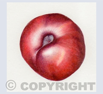 single plum