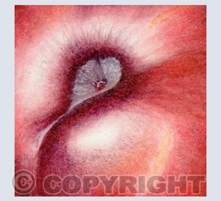 plum (detail 1)