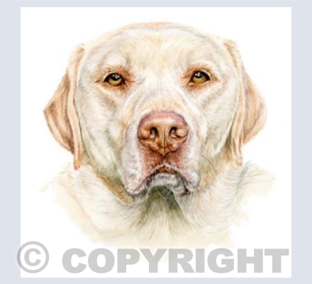 Golden Labrador