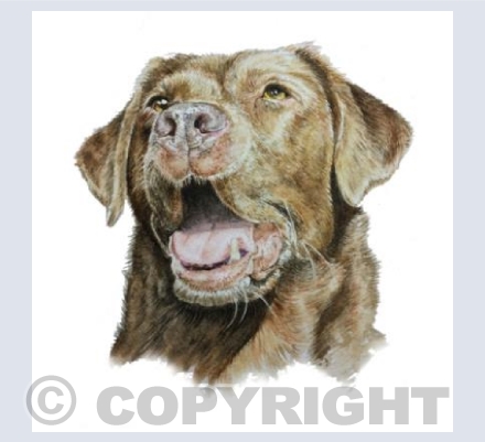 Chocolate Labrador