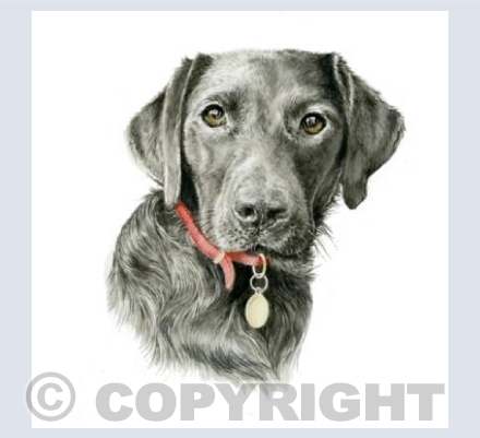 Black Labrador