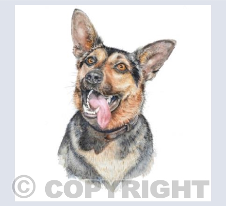 German Shepherd Dog