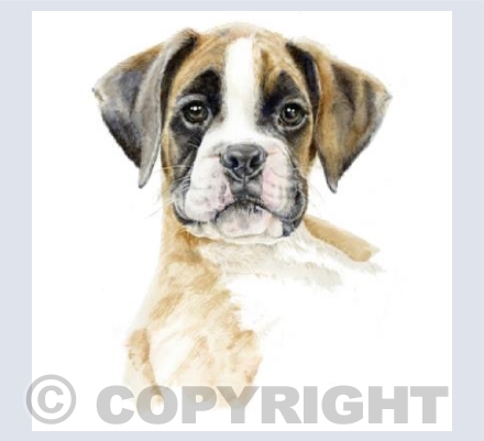 Boxer Dog Puppy