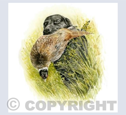 Black Labrador Retriever,