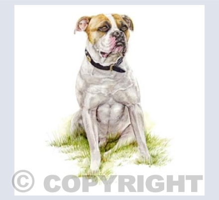 American Bull Dog