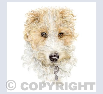 Wire Haired Terrier