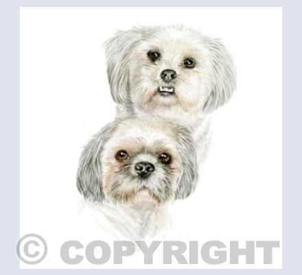 Shih Tzu / Maltese