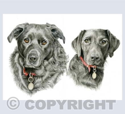 Black Labradors