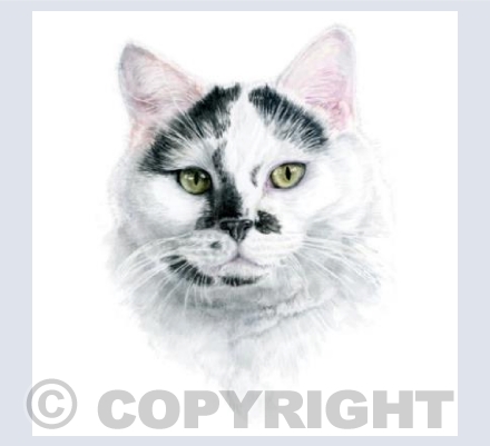 Black & White Cat
