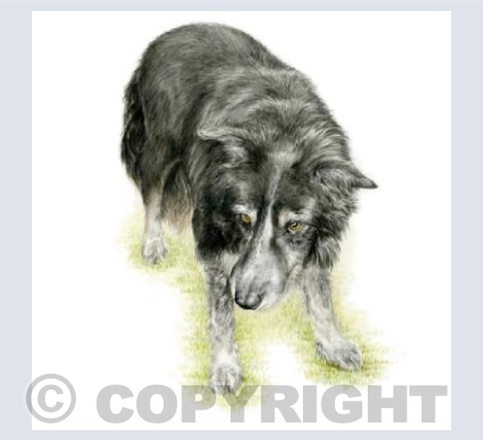 Border Collie