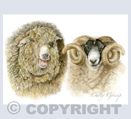 Curly Gossip