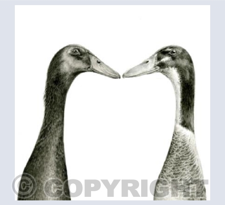 Indian Runner Ducks 2