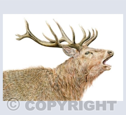 Red Stag