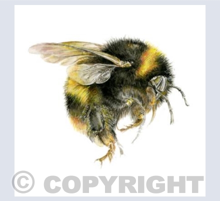 Bumble