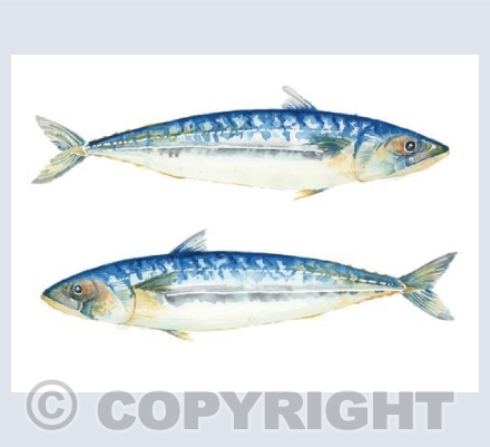 Mackerel