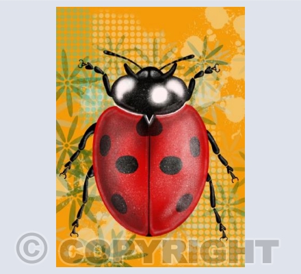 Ladybird - Orange