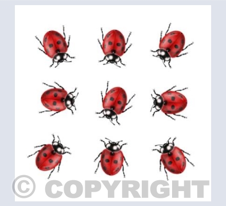 Ladybugs - White