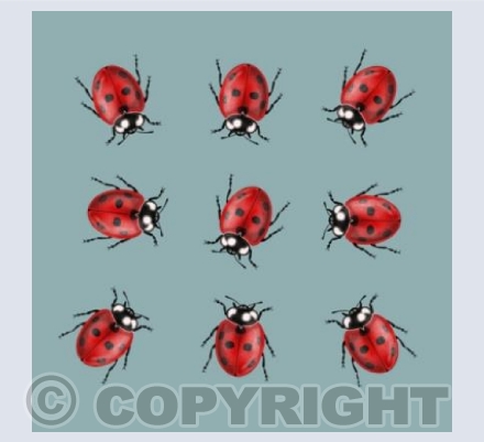 Ladybugs - Grey