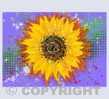 Sunflower - Purple