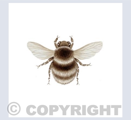 The Little Sepia Bumble Bee