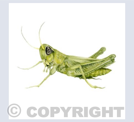 The Grasshopper