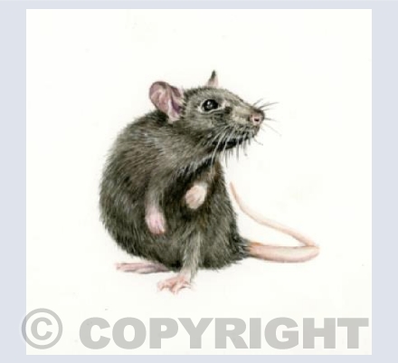 Ratty