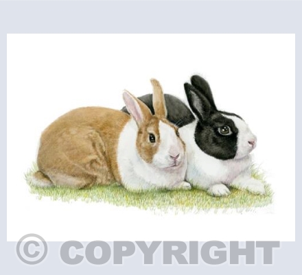 The Rabbits